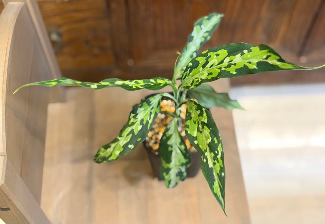 アグラオネマ ピクタム エウレカ 現物株 鉢ごと発送