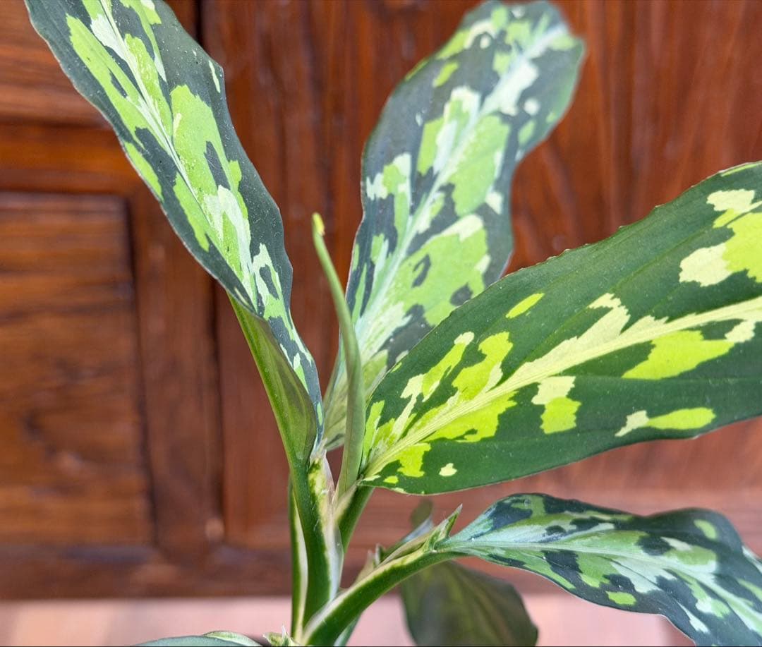 アグラオネマ ピクタム エウレカ 現物株 鉢ごと発送