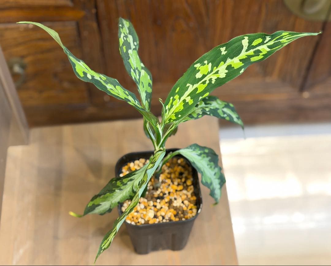 アグラオネマ ピクタム エウレカ 現物株 鉢ごと発送