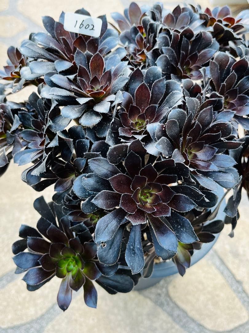 アエオニウム　墨法師　特大群生古株　頭数多い　一点物　＃1602