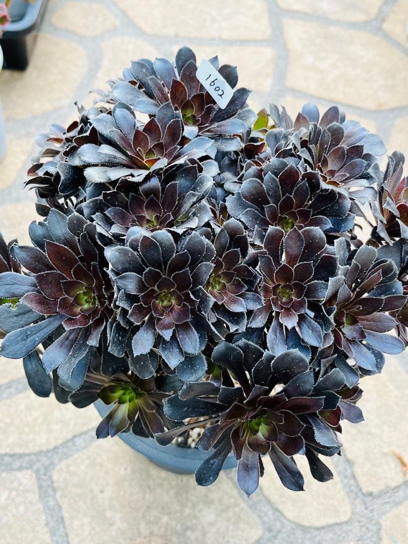 アエオニウム　墨法師　特大群生古株　頭数多い　一点物　＃1602