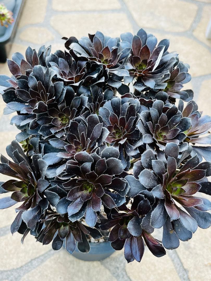 アエオニウム　墨法師　特大群生古株　頭数多い　一点物　＃1602