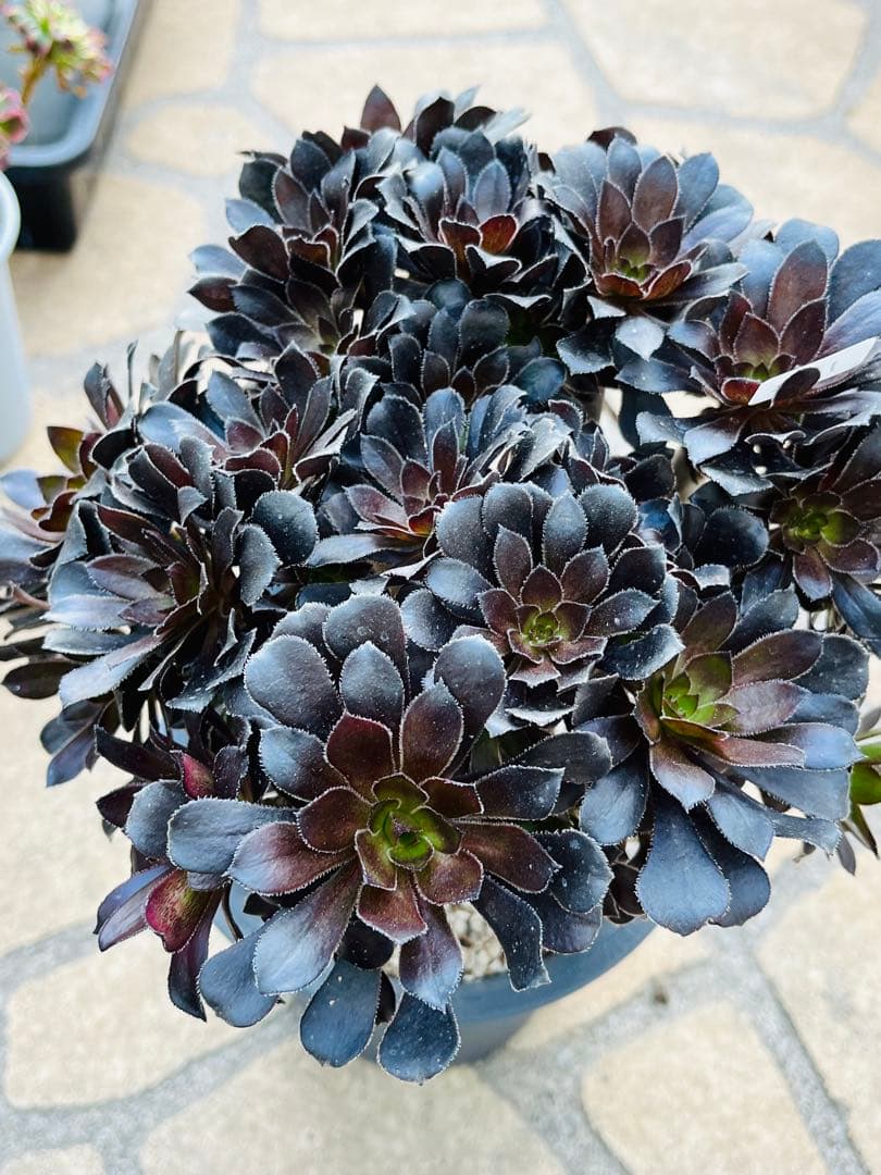 アエオニウム　墨法師　特大群生古株　頭数多い　一点物　＃1602