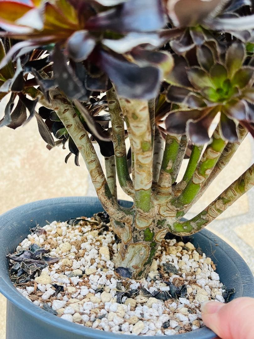 アエオニウム　墨法師　特大群生古株　頭数多い　一点物　＃1602