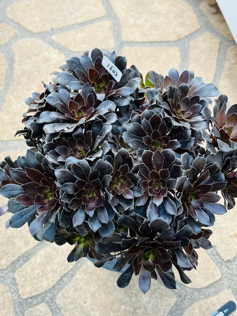 アエオニウム　墨法師　特大群生古株　頭数多い　一点物　＃1602