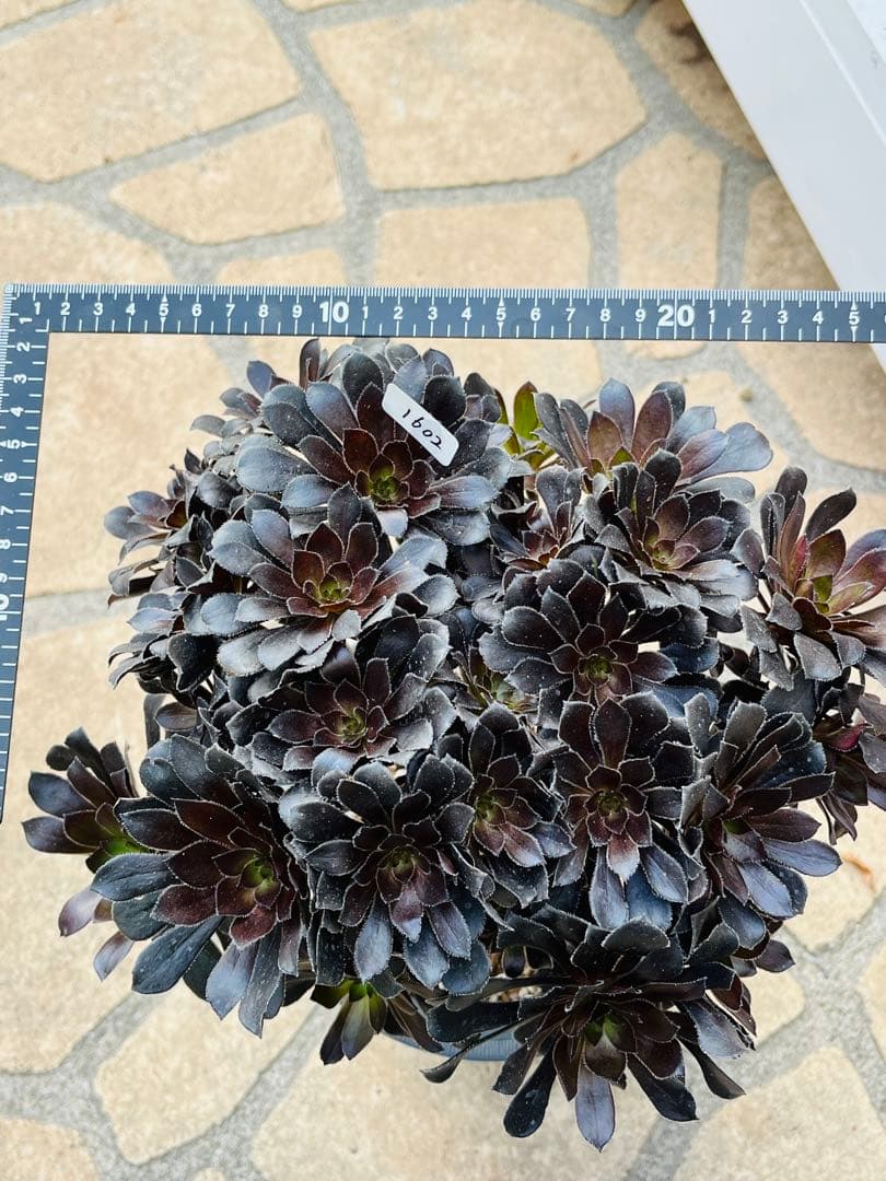 アエオニウム　墨法師　特大群生古株　頭数多い　一点物　＃1602