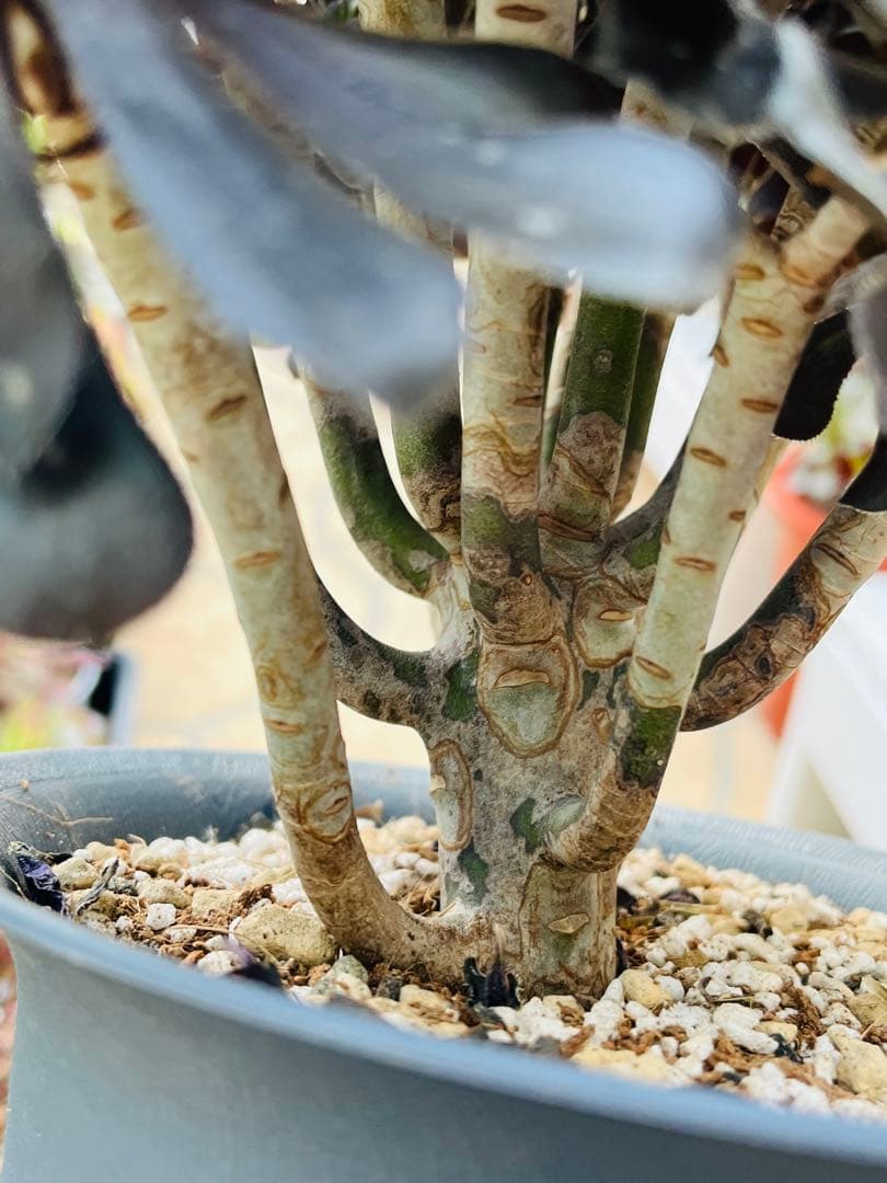 アエオニウム　墨法師　特大群生古株　頭数多い　一点物　＃1602