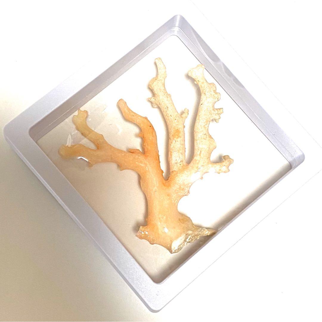 天然珊瑚原木 高知県沖産　鑑別書付き