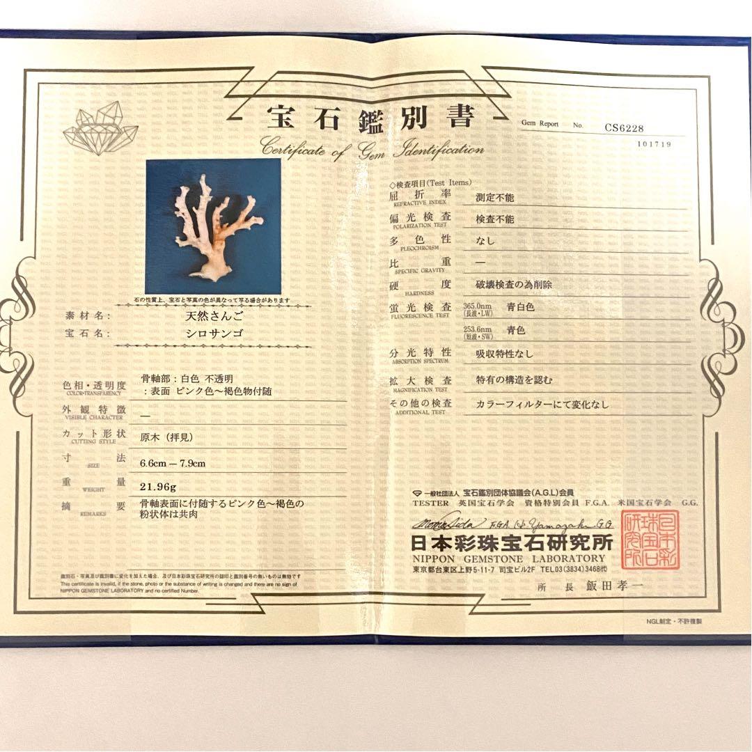 天然珊瑚原木 高知県沖産　鑑別書付き