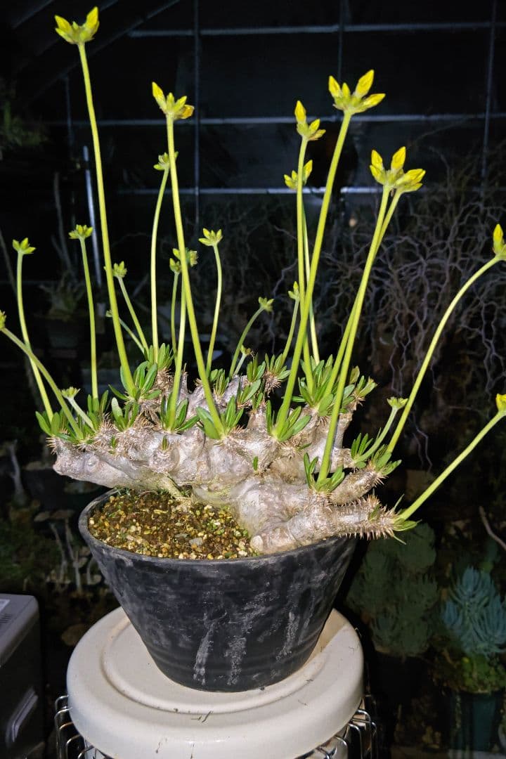 パキポディウム　ブレビカリックス特大株