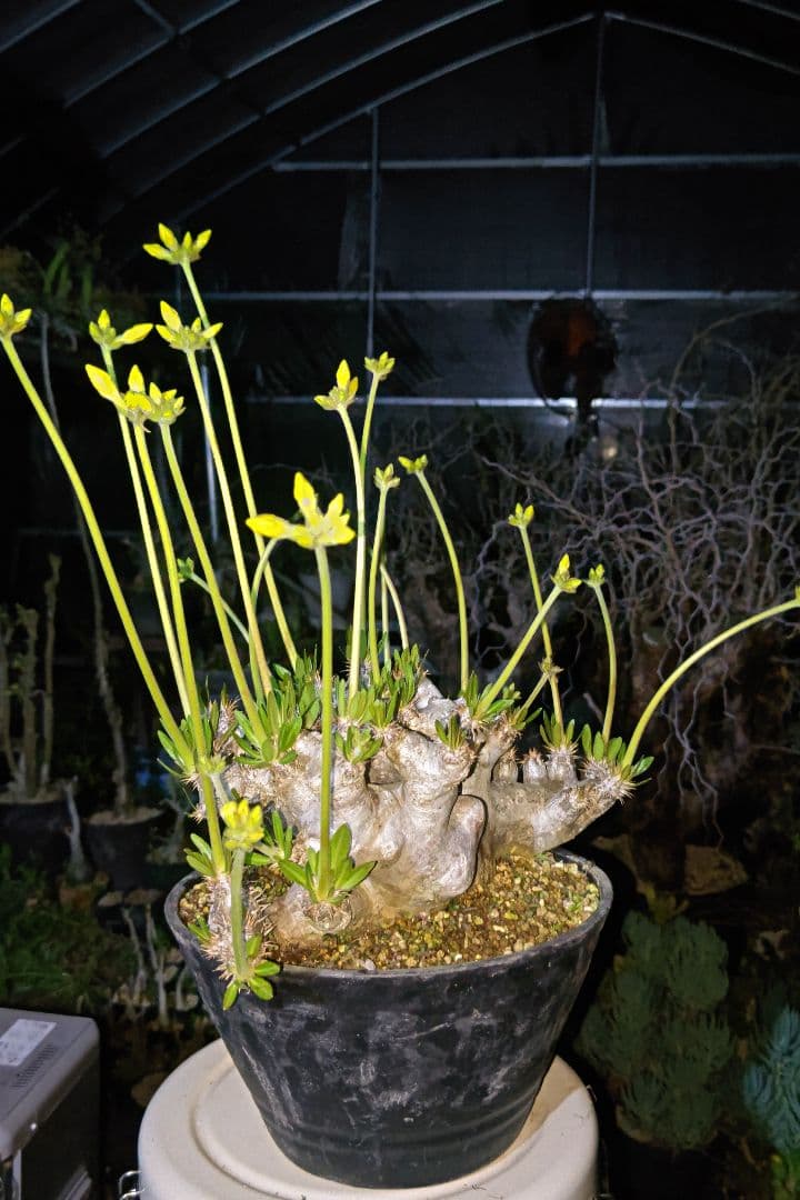 パキポディウム　ブレビカリックス特大株