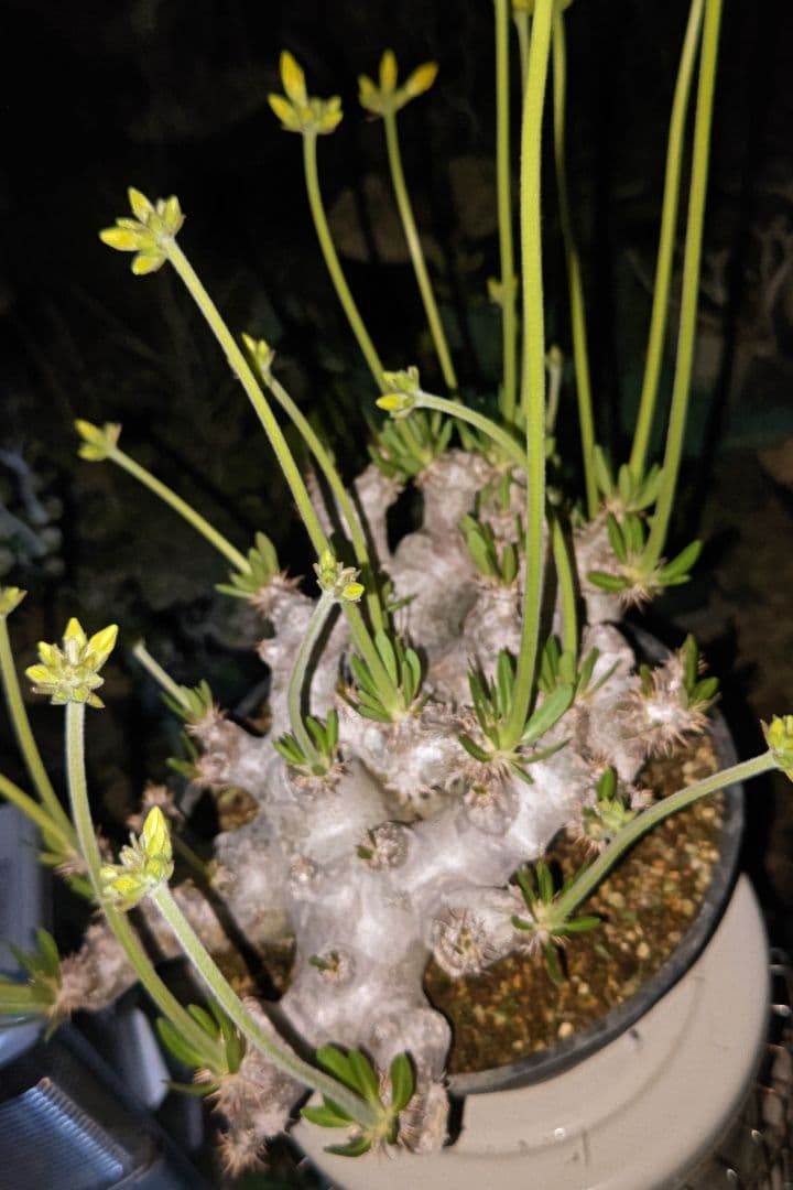 パキポディウム　ブレビカリックス特大株