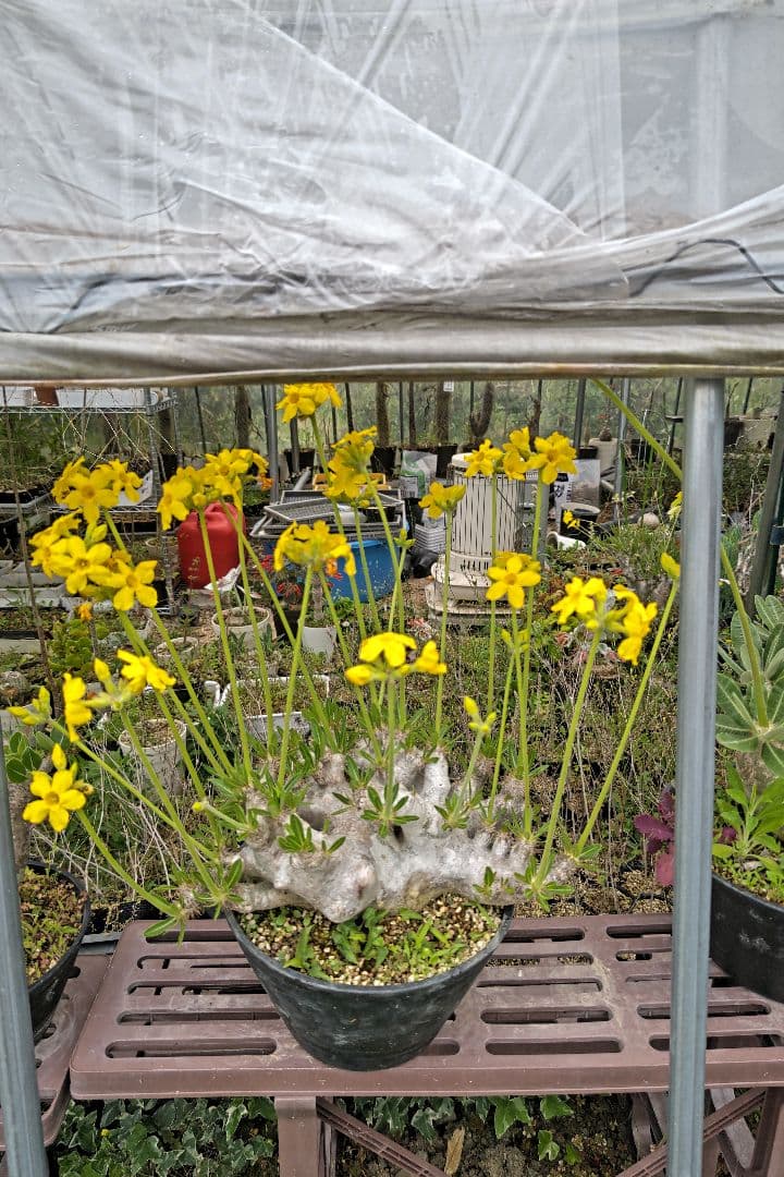 パキポディウム　ブレビカリックス特大株