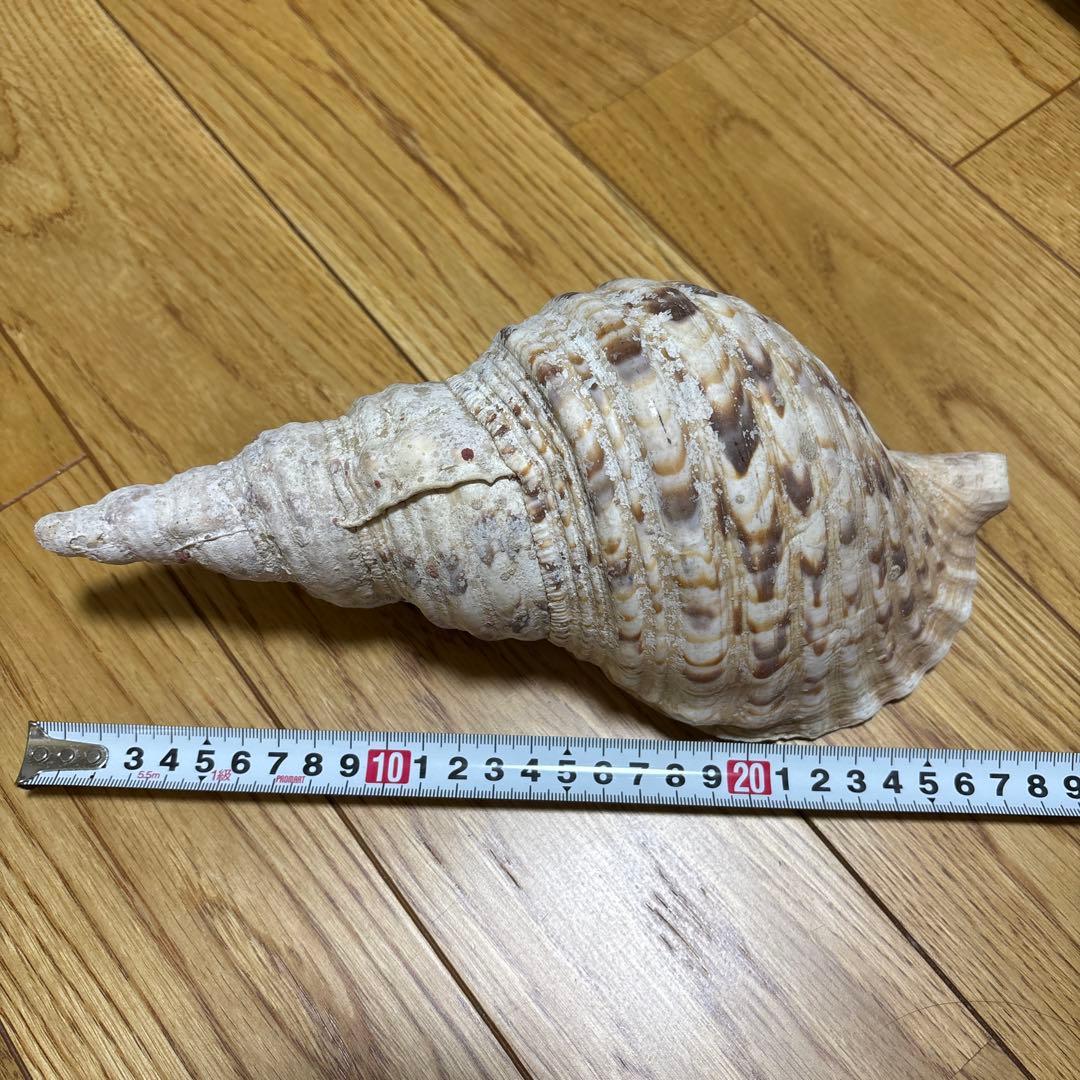 法螺貝　トウカムリ　夜光貝　まとめて　8点セット