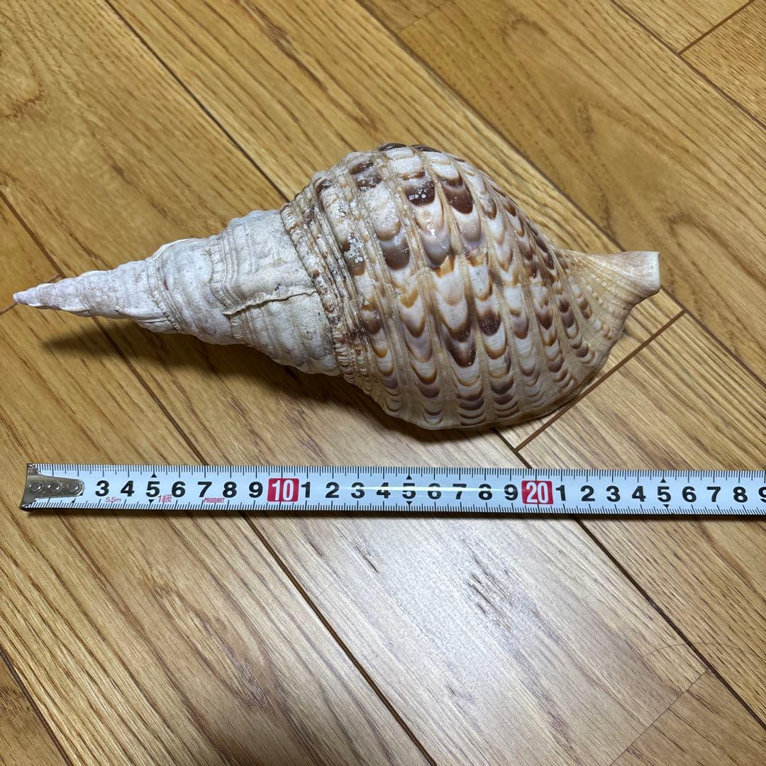 法螺貝　トウカムリ　夜光貝　まとめて　8点セット