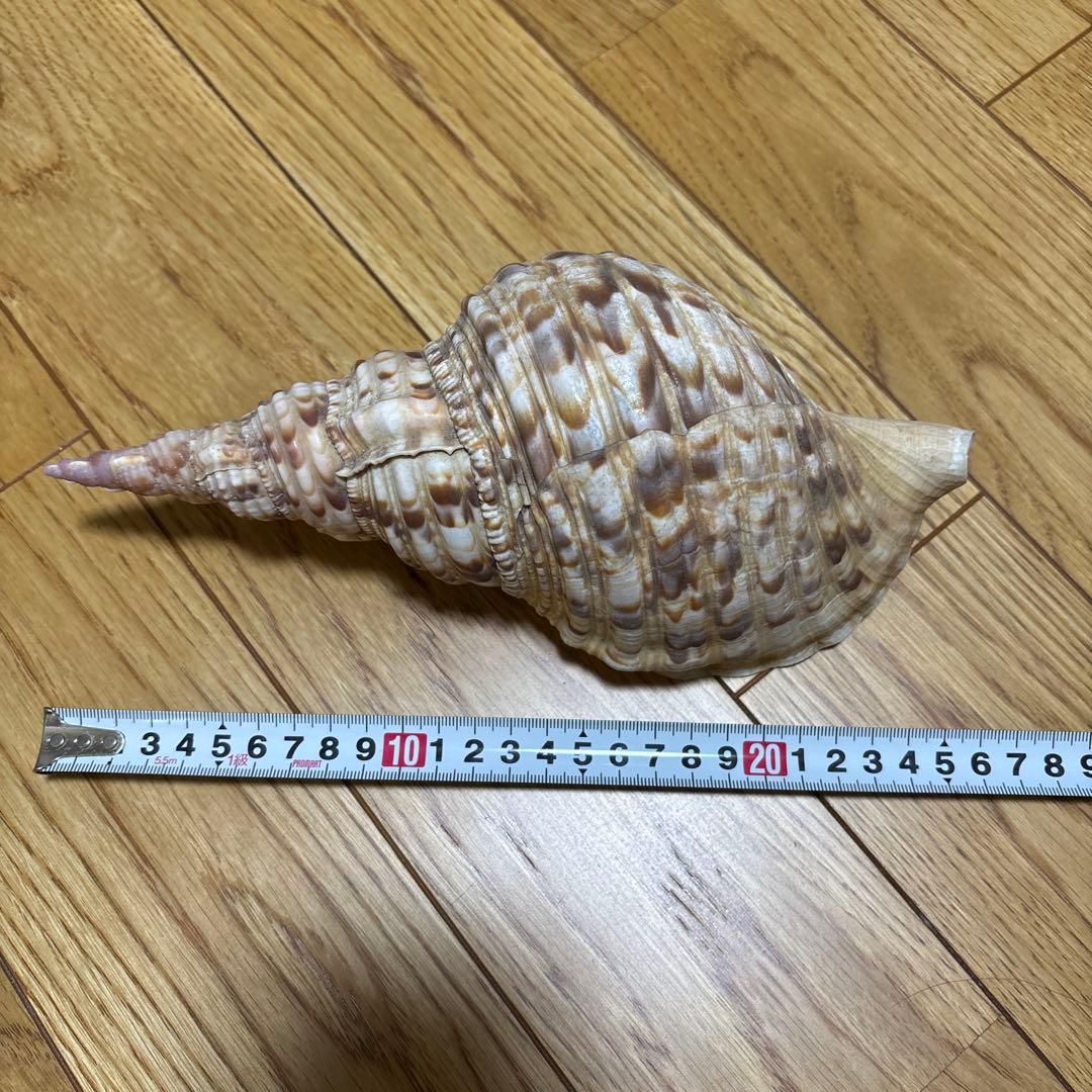 法螺貝　トウカムリ　夜光貝　まとめて　8点セット