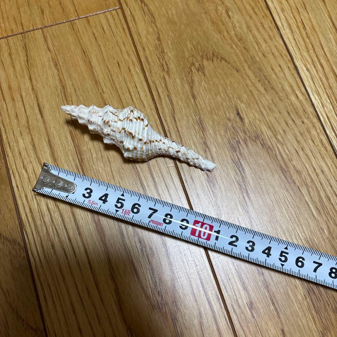 法螺貝　トウカムリ　夜光貝　まとめて　8点セット