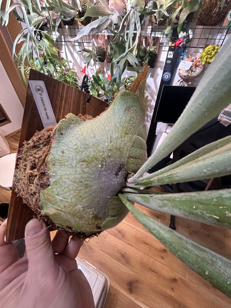 ビカクシダ 大きめ veitchii NO name