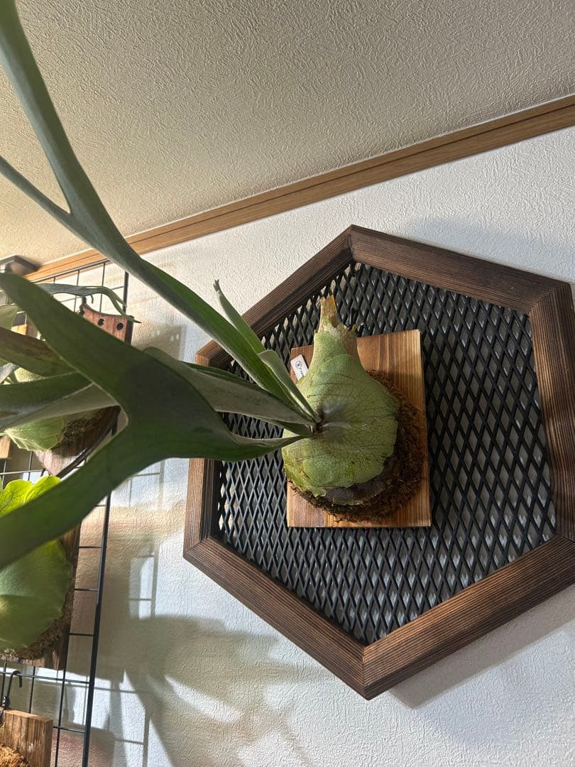 ビカクシダ 大きめ veitchii NO name