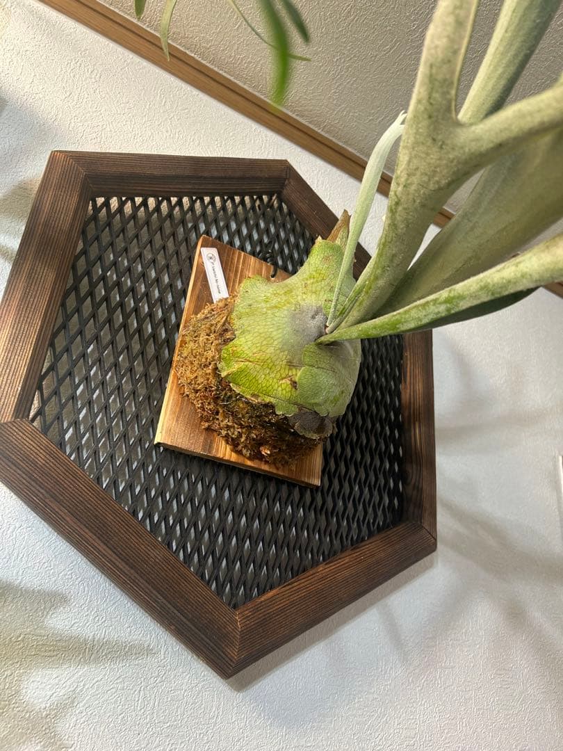 ビカクシダ 大きめ veitchii NO name