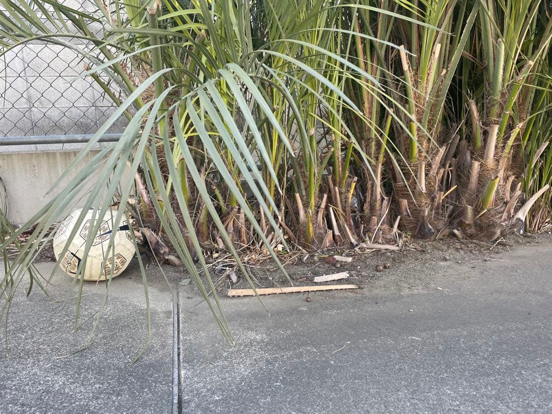 ココスヤシ　30本　掘り起こしてくれる方限定