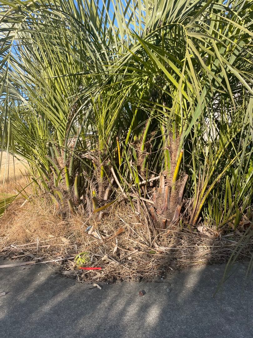 ココスヤシ　30本　掘り起こしてくれる方限定