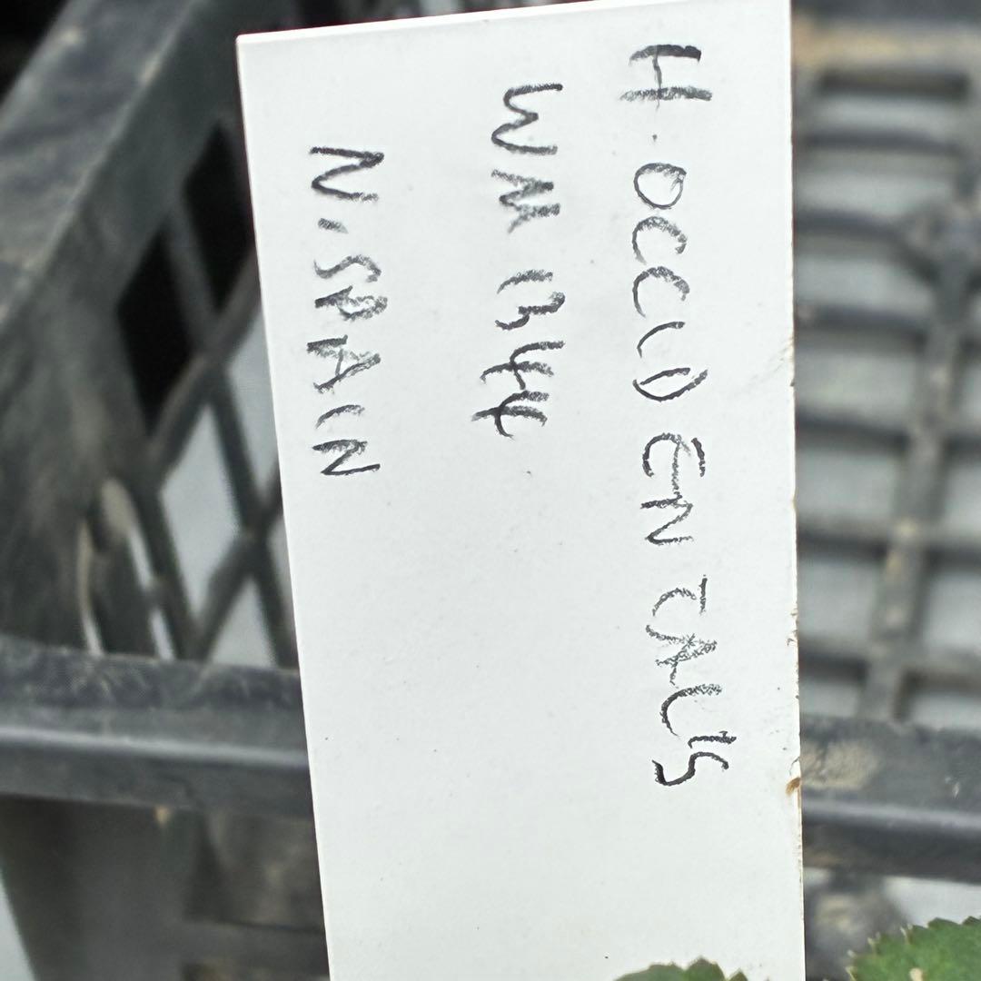 よ*ん様 3462☘️限定一株☘️直筆タグ付き☘️⭐️WM原生地採取⭐️occi