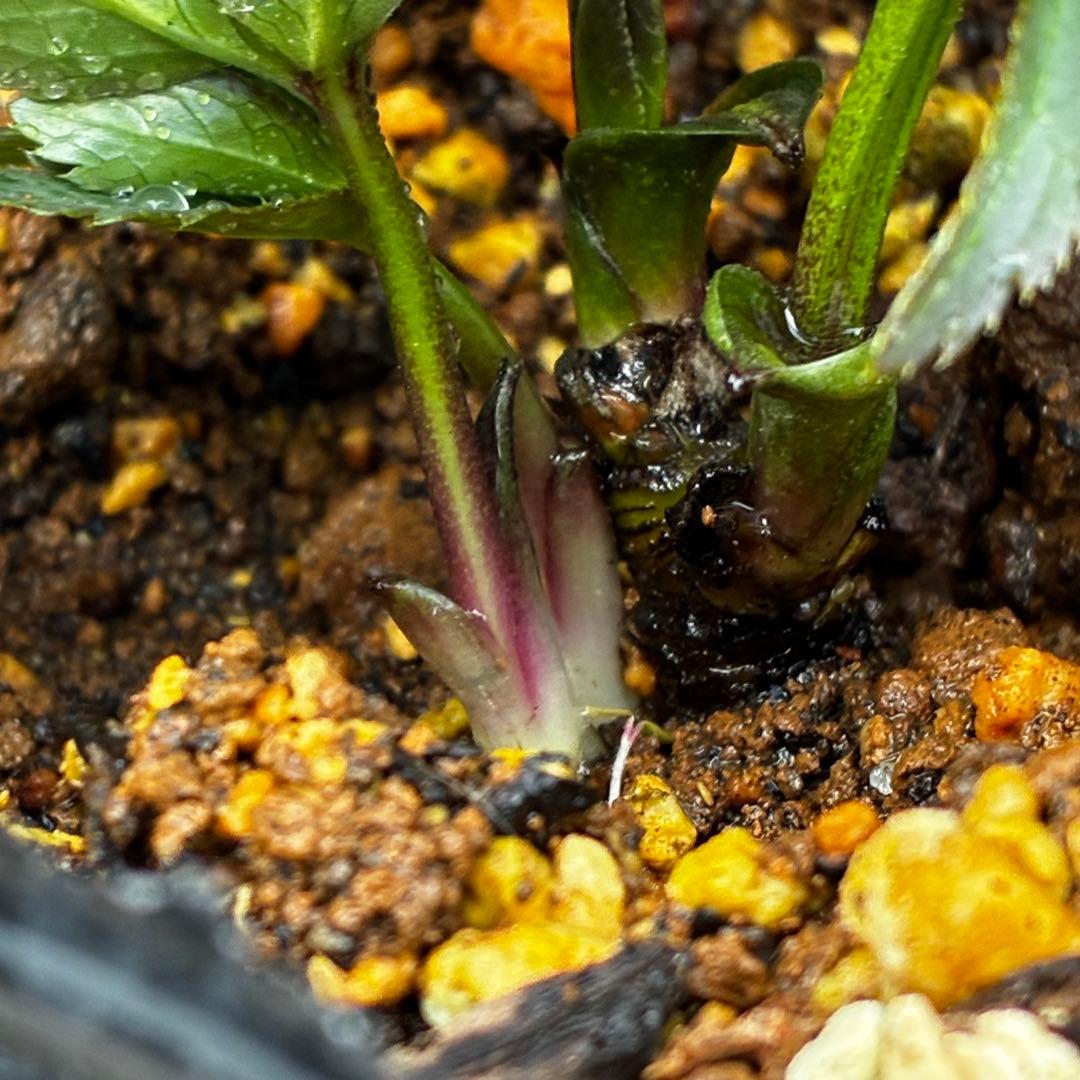 よ*ん様 3462☘️限定一株☘️直筆タグ付き☘️⭐️WM原生地採取⭐️occi