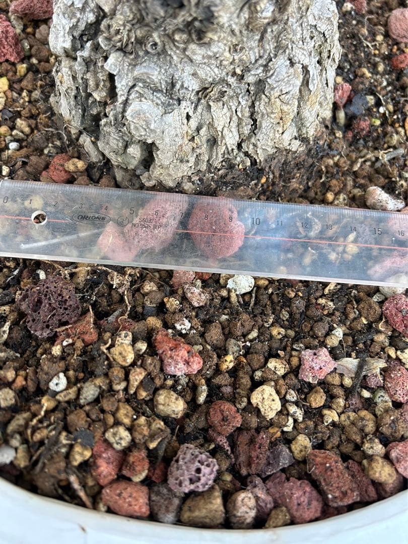 ボーカルネアグラキリス　大株　発根済