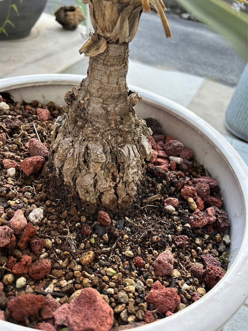 ボーカルネアグラキリス　大株　発根済