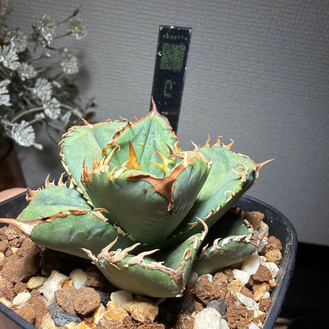 2/15 アガベチタノタ　cj11 cjスペシャル　クラウン　皇冠　発根済み