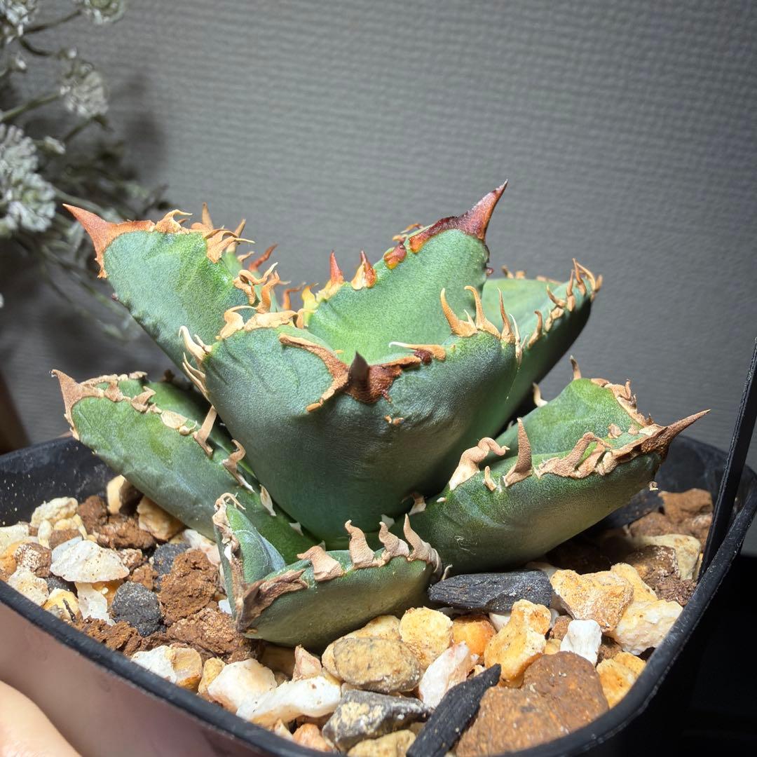 2/15 アガベチタノタ　cj11 cjスペシャル　クラウン　皇冠　発根済み