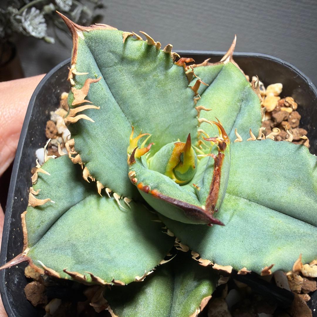 2/15 アガベチタノタ　cj11 cjスペシャル　クラウン　皇冠　発根済み