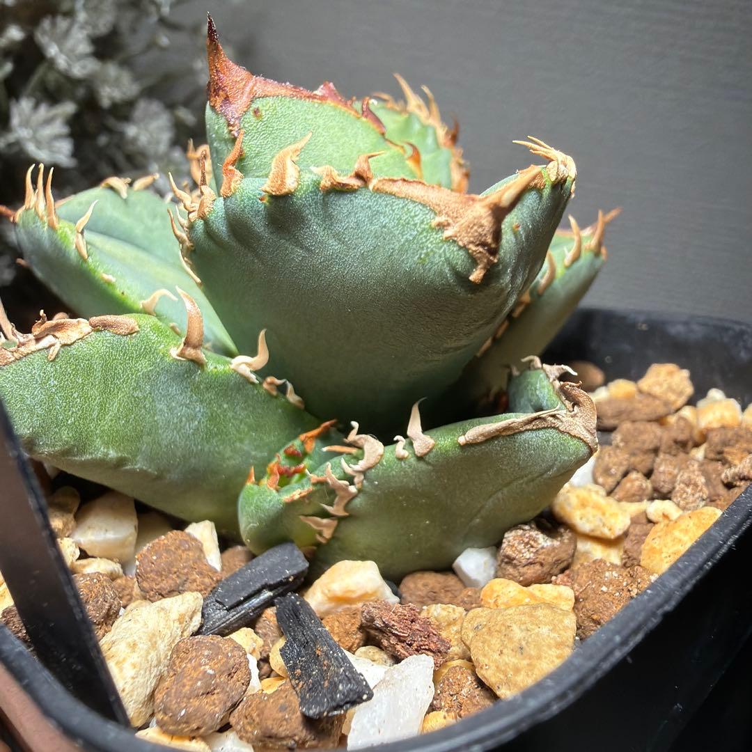 2/15 アガベチタノタ　cj11 cjスペシャル　クラウン　皇冠　発根済み