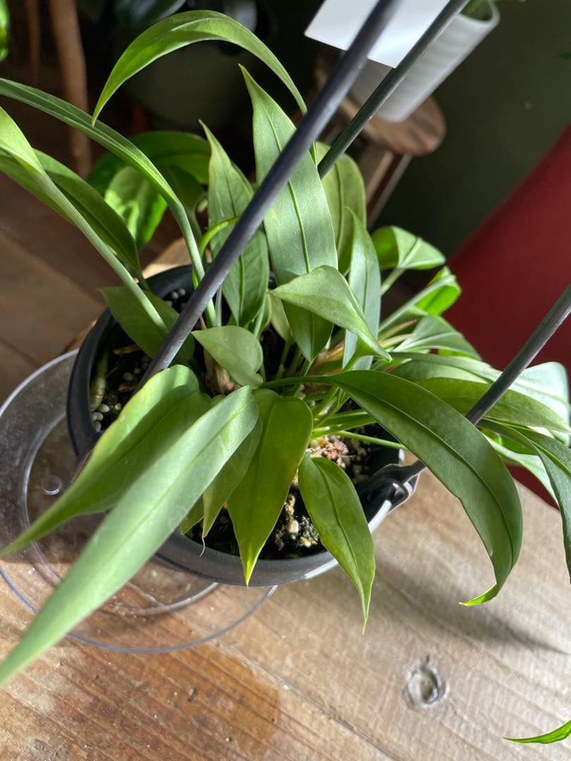 アンスリウム　ビッタリフウム　②