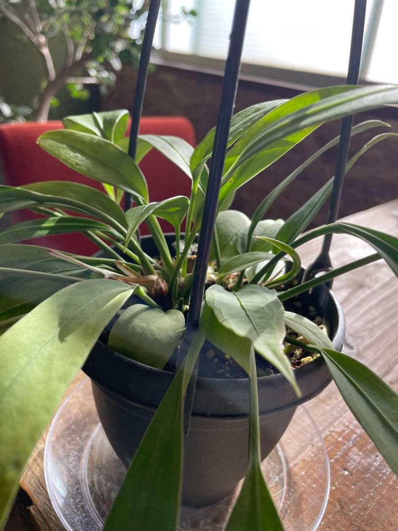 アンスリウム　ビッタリフウム　②