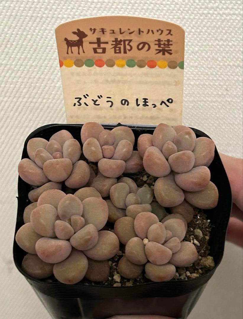 古都の葉さん ぶどうのほっぺ 札付き・抜き苗