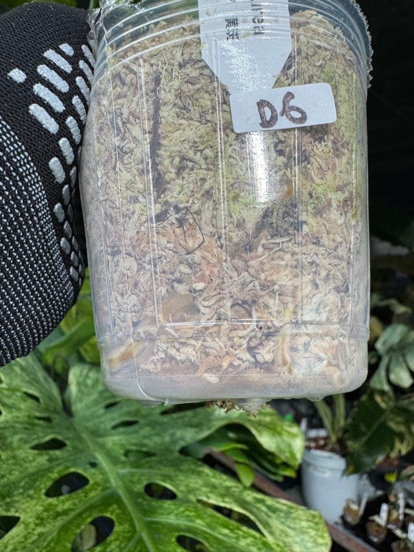 D6 モンステラ　ボルギシアナ　オーレア　黄斑　健康成長点カット苗