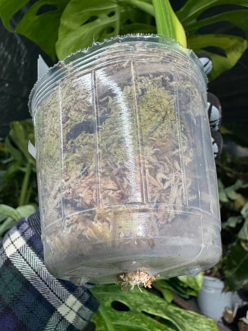 D6 モンステラ　ボルギシアナ　オーレア　黄斑　健康成長点カット苗