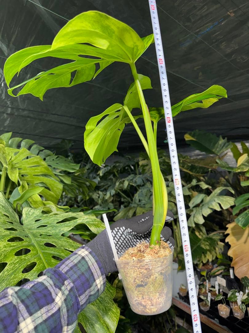 D6 モンステラ　ボルギシアナ　オーレア　黄斑　健康成長点カット苗