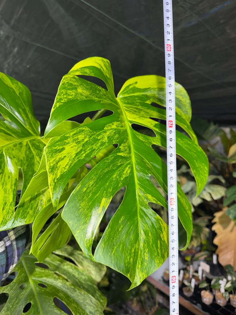 D6 モンステラ　ボルギシアナ　オーレア　黄斑　健康成長点カット苗