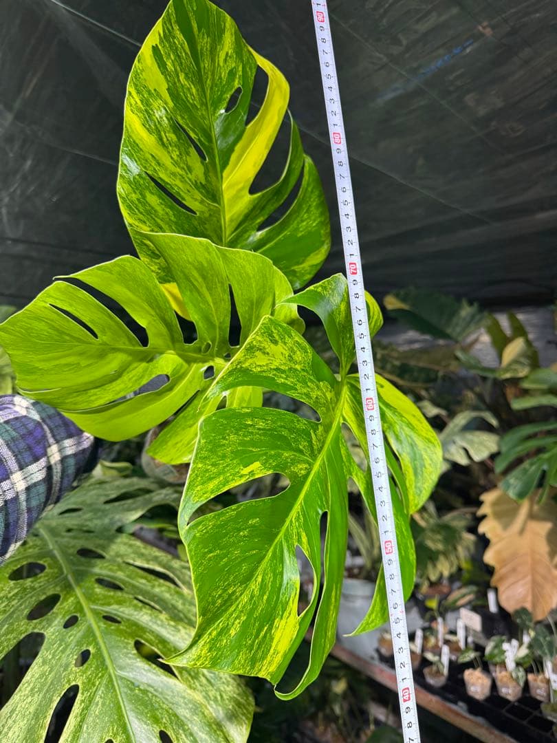 D6 モンステラ　ボルギシアナ　オーレア　黄斑　健康成長点カット苗