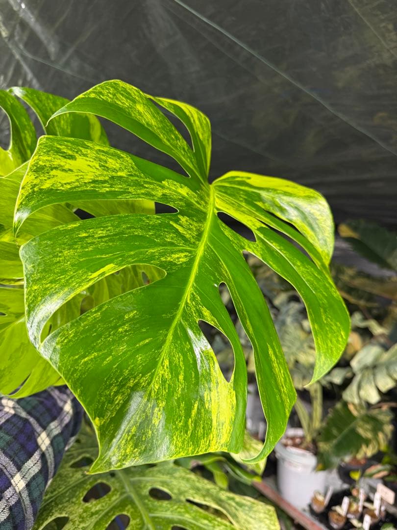 D6 モンステラ　ボルギシアナ　オーレア　黄斑　健康成長点カット苗