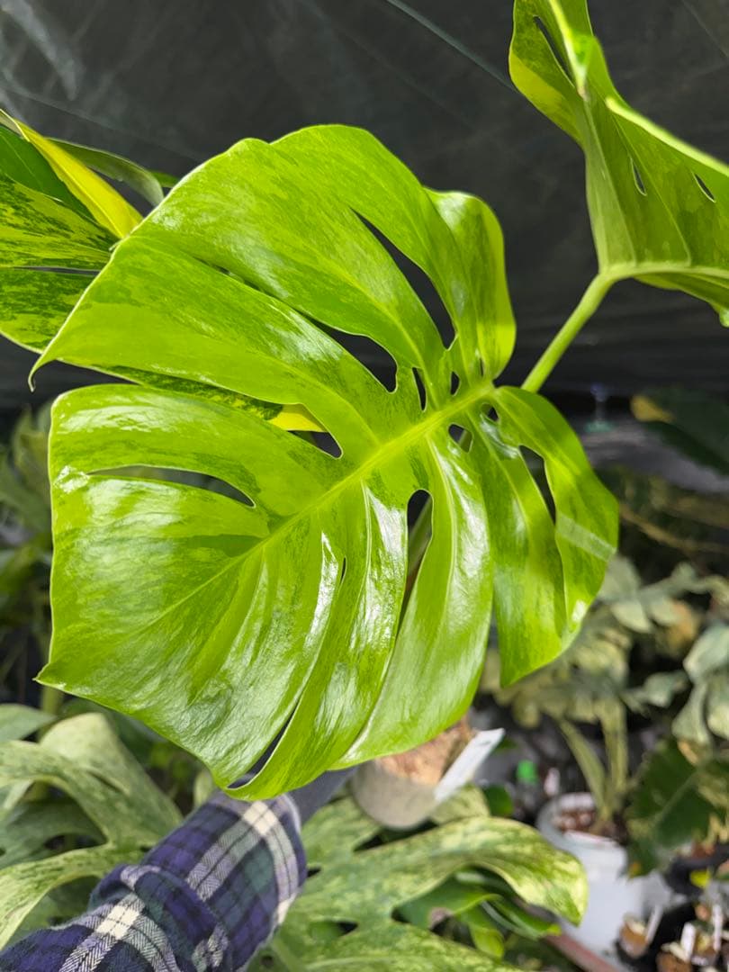 D6 モンステラ　ボルギシアナ　オーレア　黄斑　健康成長点カット苗