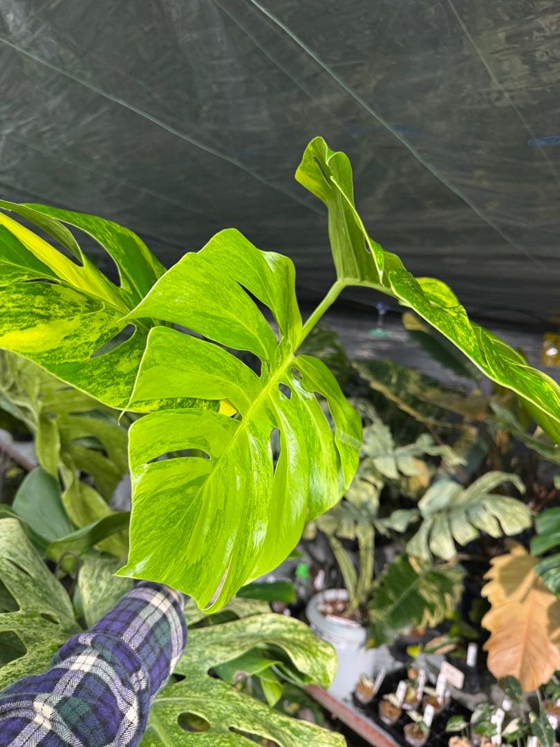 D6 モンステラ　ボルギシアナ　オーレア　黄斑　健康成長点カット苗