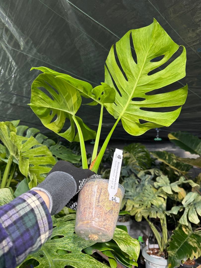 D6 モンステラ　ボルギシアナ　オーレア　黄斑　健康成長点カット苗