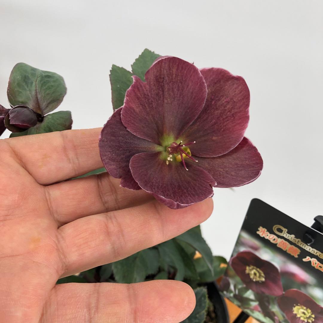 クリスマスローズ　氷の薔薇　4種セット