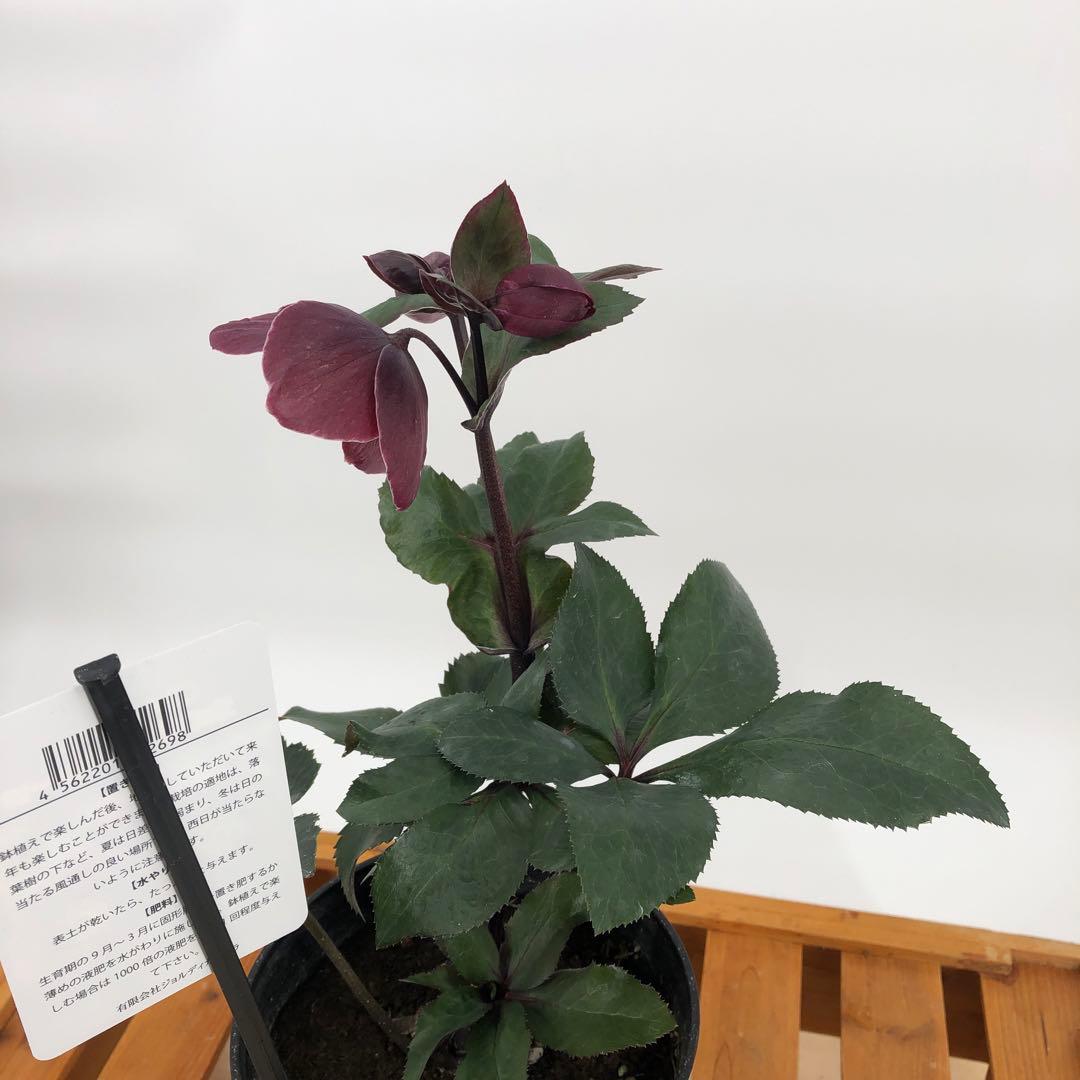 クリスマスローズ　氷の薔薇　4種セット