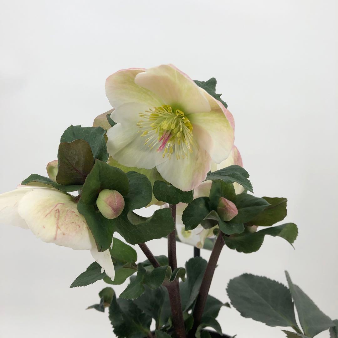 クリスマスローズ　氷の薔薇　4種セット