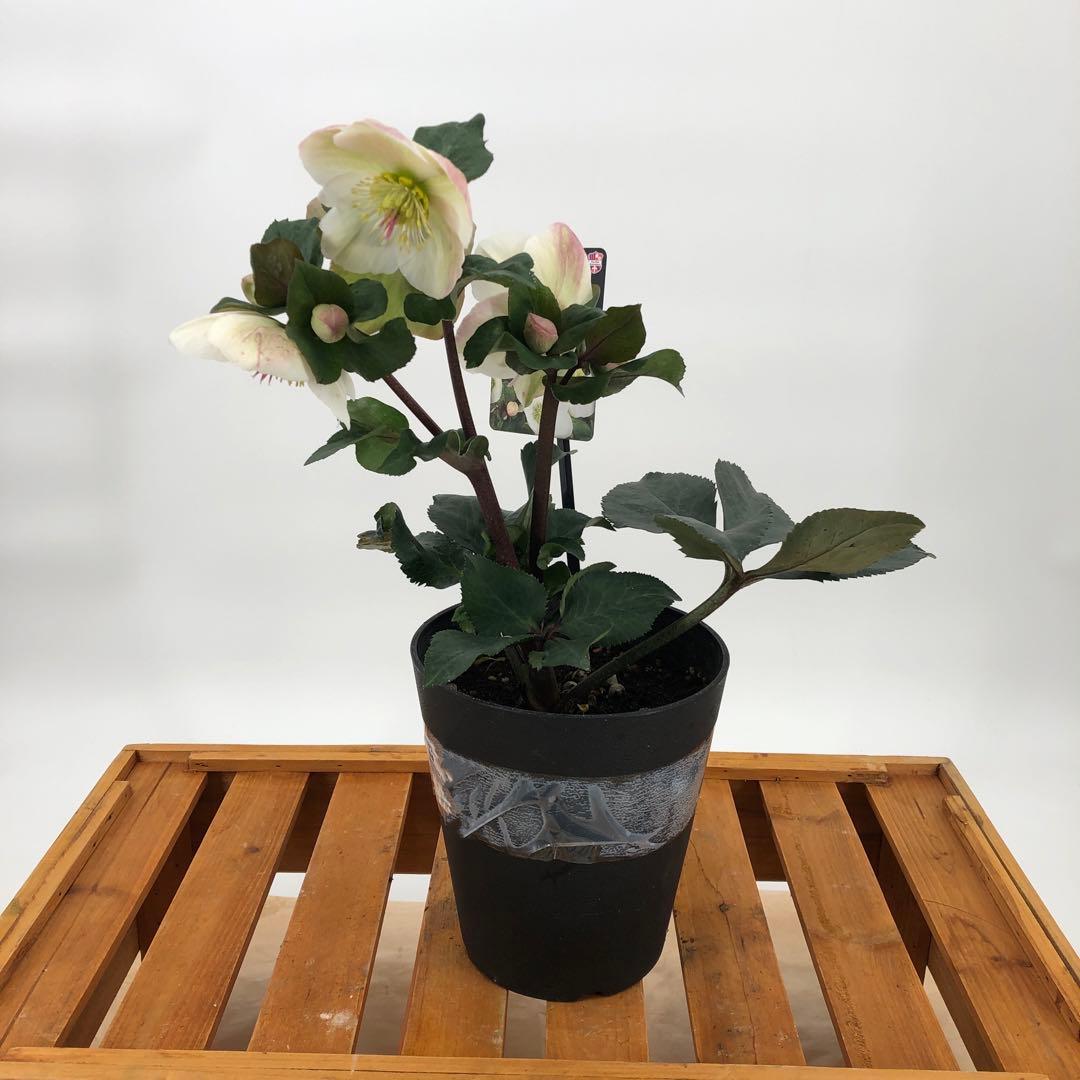 クリスマスローズ　氷の薔薇　4種セット